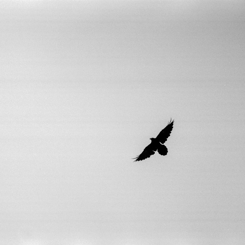 A raven at Irvine Great Park - Irvine, CA