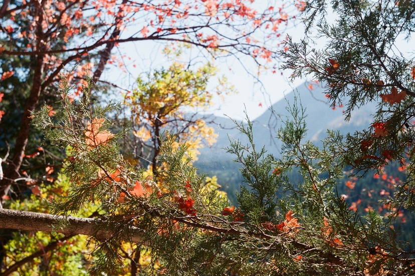 Falling Leaves - American Fork Canyon Alpine Loop Scenic Byway - Utah