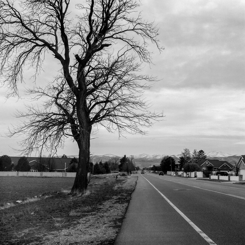 A tree on the side of the road
